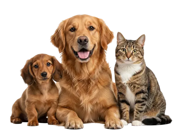 Groupe d’animaux pour la page services