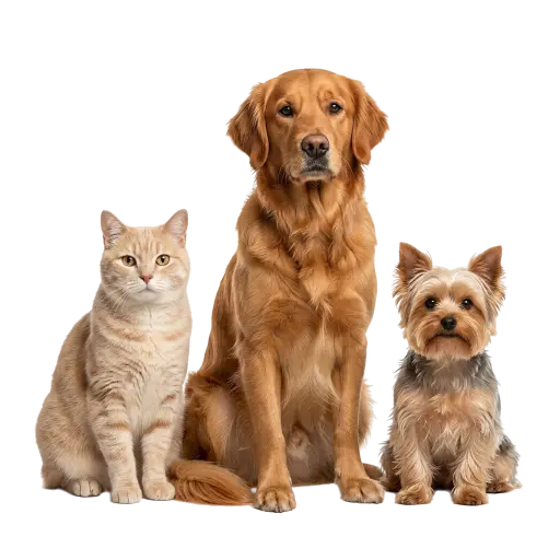 Chien, chat et petit compagnon réunis pour illustrer les services animaliers à Silves.